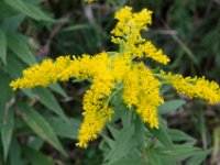 Showy Goldenrod  Plainville, wi