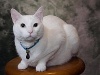 DSC2242  Claude stole the stool at a portait sitting