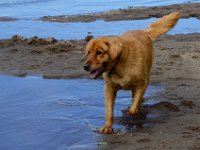 DSC3821  Murphy loved the water